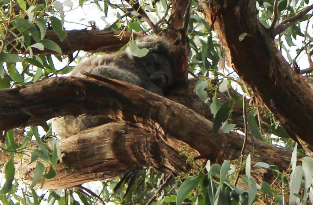 koala in tree close up
