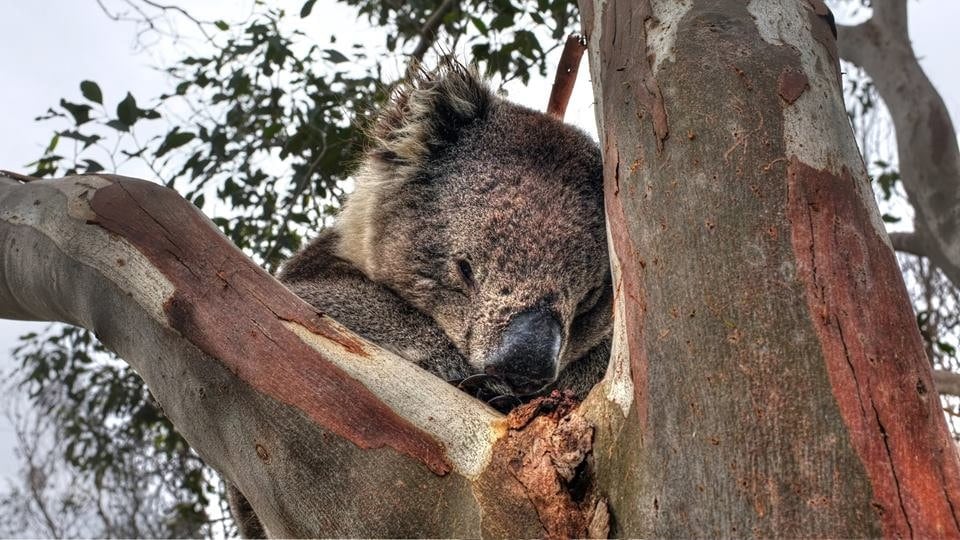 Cosy Koala Cape Otway Walk91