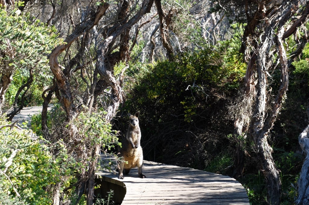 Wallabies and Kangaroos on the Great Ocean Walk