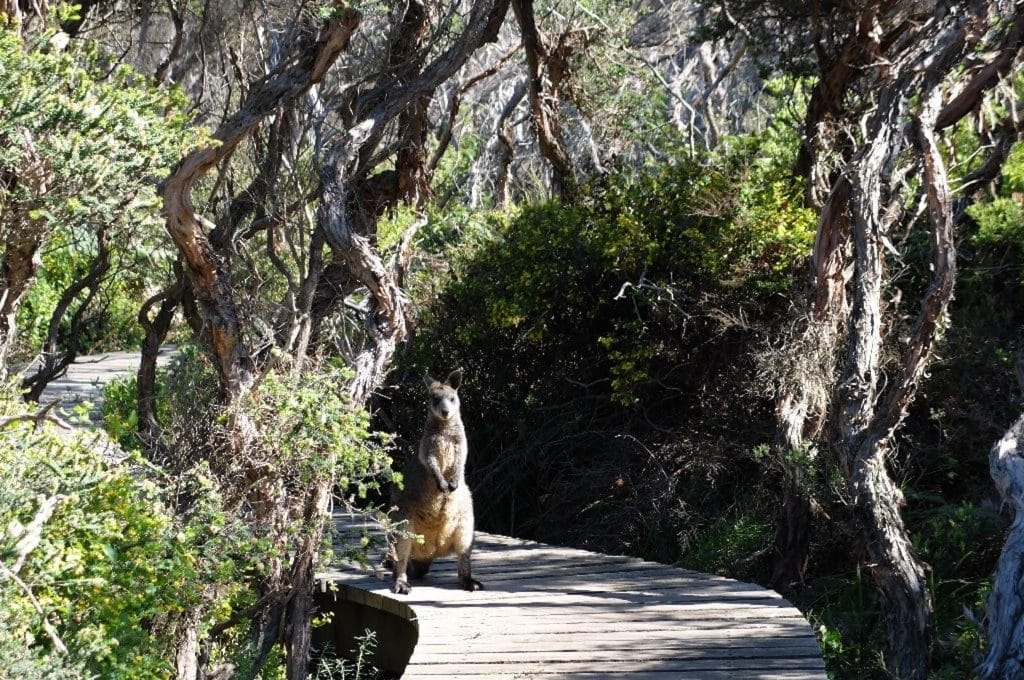 A kangaroo standing on a wooden walkway in the woods.