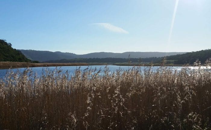 A serene lake surrounded by tall reeds under a clear blue sky, with hills visible in the background.
