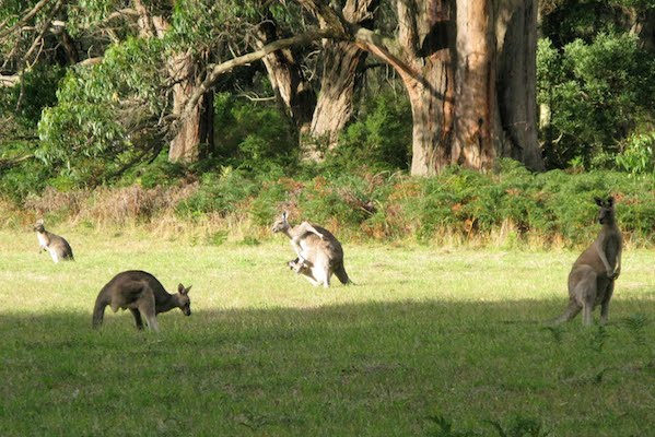 A group of kangaroos grazes and rests in a grassy field surrounded by trees and foliage.