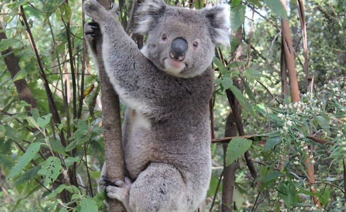 A koala clings to a tree trunk surrounded by dense green foliage in a forested area.
