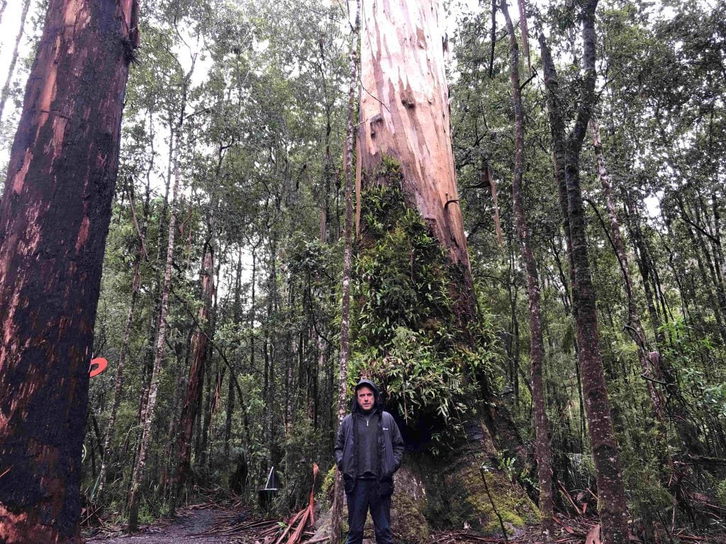 Mark Kininmonth in a hooded jacket stands before a large tree on the Great Ocean Walk—an iconic scene from the Maits Rest rainforest walk on the Great Ocean Road.