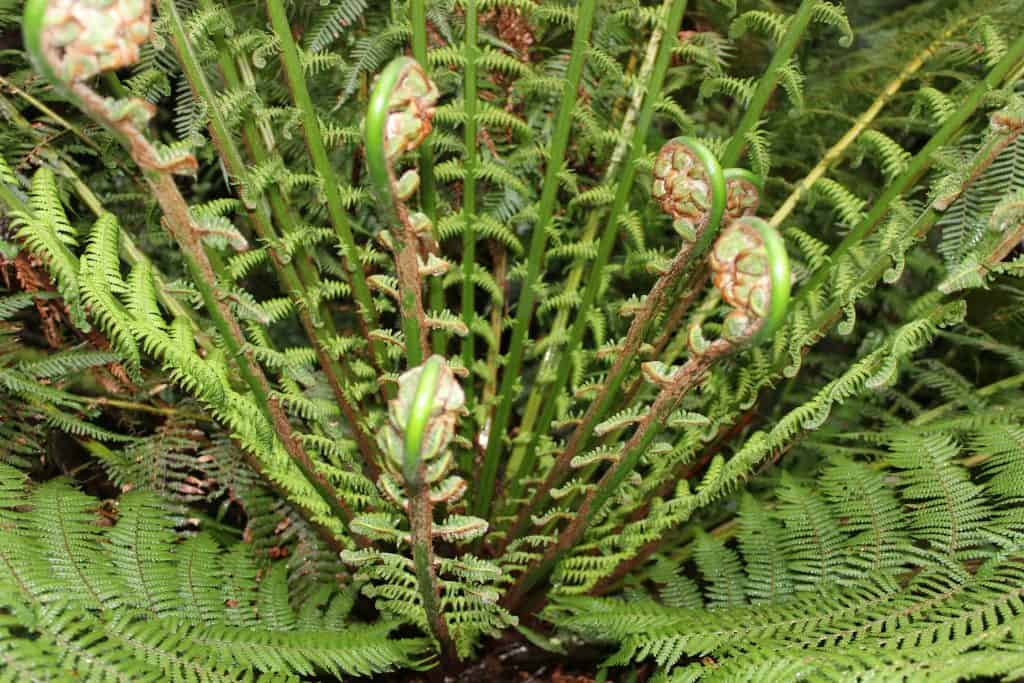Several green fern fronds unfurl from the center, with mature fronds radiating outward in a lush setting—typical of what you’ll see on the Maits Rest rainforest walk on the Great Ocean Road.