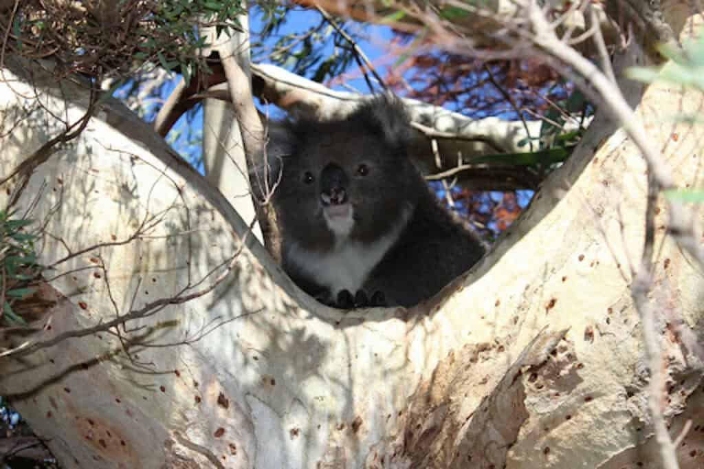 A koala sits nestled in the fork of a tree, surrounded by branches and leaves under a clear blue sky on the great Ocean Walk.