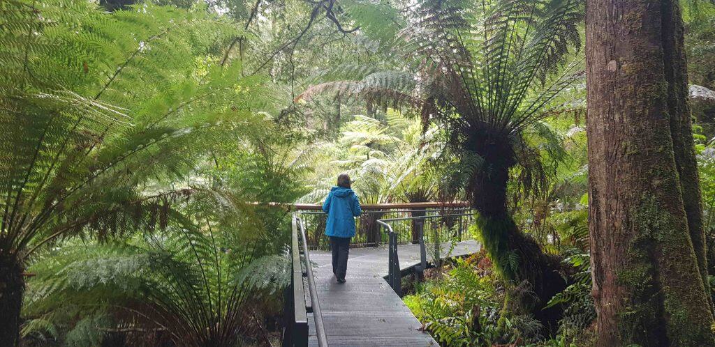 A person in a blue jacket walks along a wooden boardwalk surrounded by dense, lush green ferns and trees on the Maits Rest rainforest walk on the Great Ocean Road.