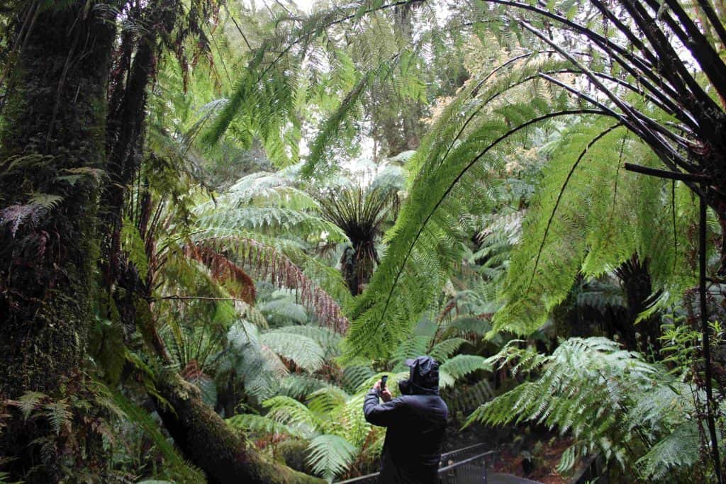 A person wearing a dark jacket takes a photo amid dense, lush green ferns and trees on the Maits Rest rainforest walk on the Great Ocean Road.