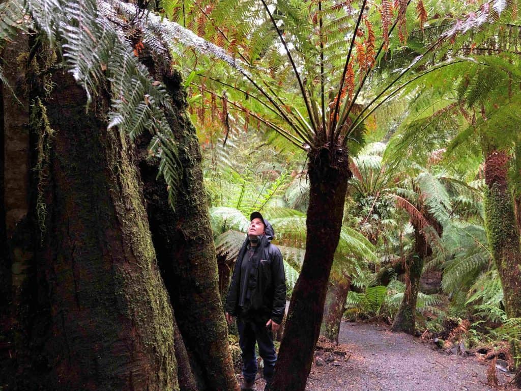 A person wearing outdoor clothing stands on a path in a lush forest, looking up at tall ferns and moss-covered trees along the Maits Rest rainforest walk on the Great Ocean Road.
