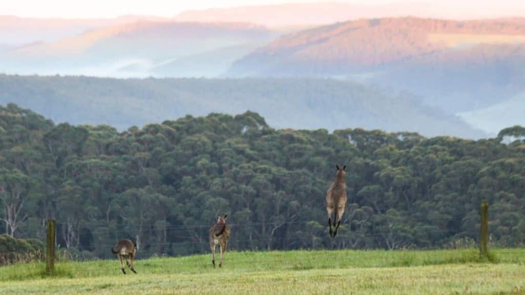 Kangaroos grazing in a lush green field with forested hills in the background.