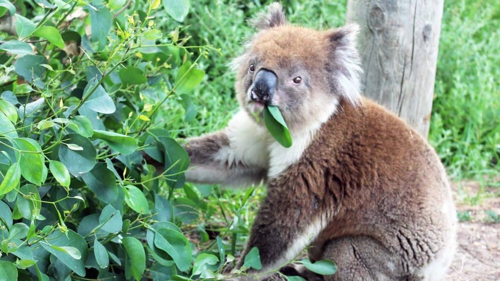 Koala feeding at Aire River spotted on a Walk91 tour