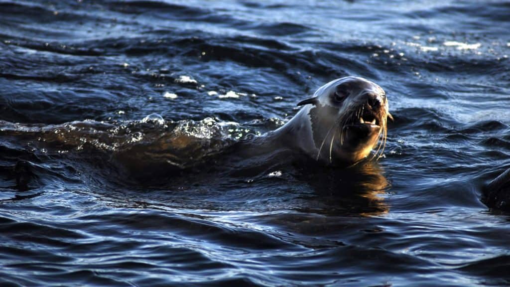 Sealion swimming in the ocean with waves, close-up shot.