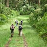 A lush green forest trail with hikers walking through nature.