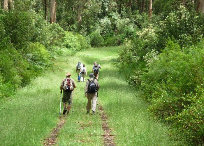 A lush green forest trail with hikers walking through nature.