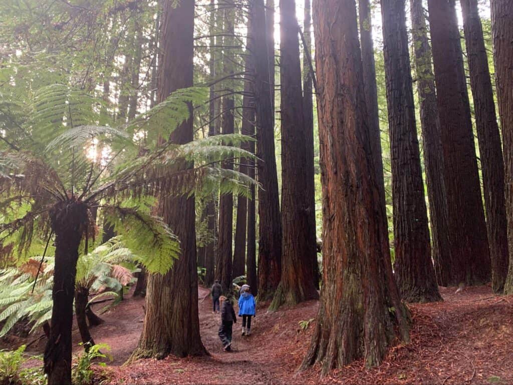 The Redwoods forest with Walk91 in the Otway National Park