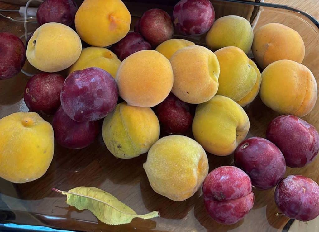 A glass dish filled with yellow peaches and red plums, inspired by sustainable food on the Great Ocean Walk, with a single green leaf resting nearby.