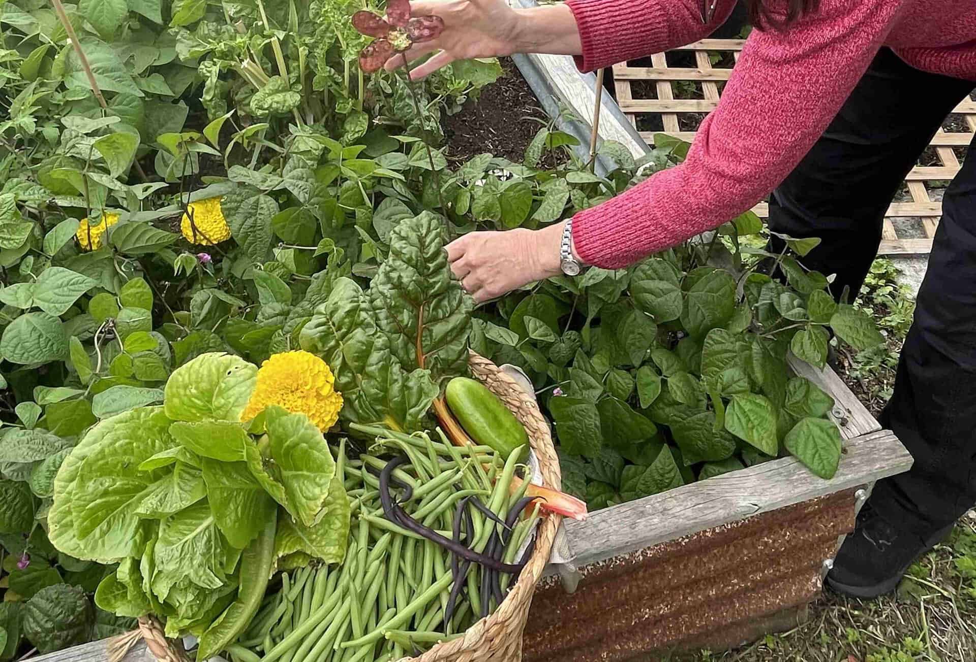 A person harvests leafy greens from a raised garden bed, with a basket of fresh green beans, lettuce, and yellow flowers nearby—showcasing sustainable food on the Great Ocean Walk.